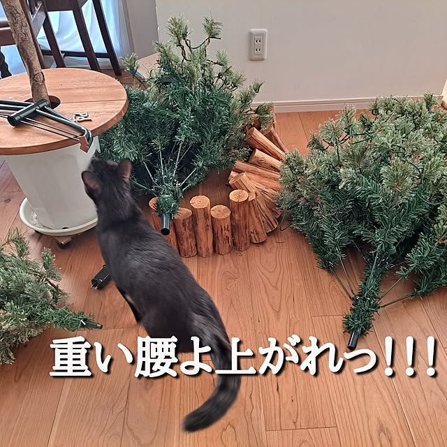 kankanmom_horn_5catsさんの実例写真