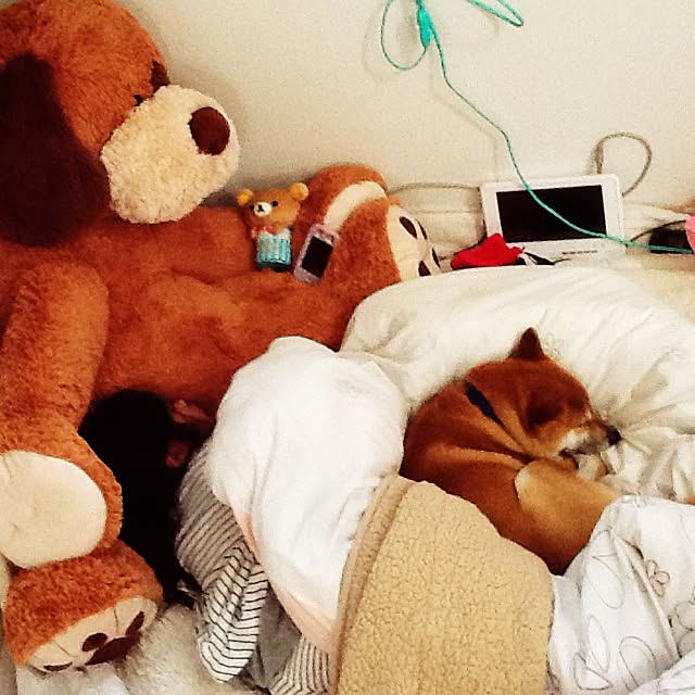kotaさんの実例写真