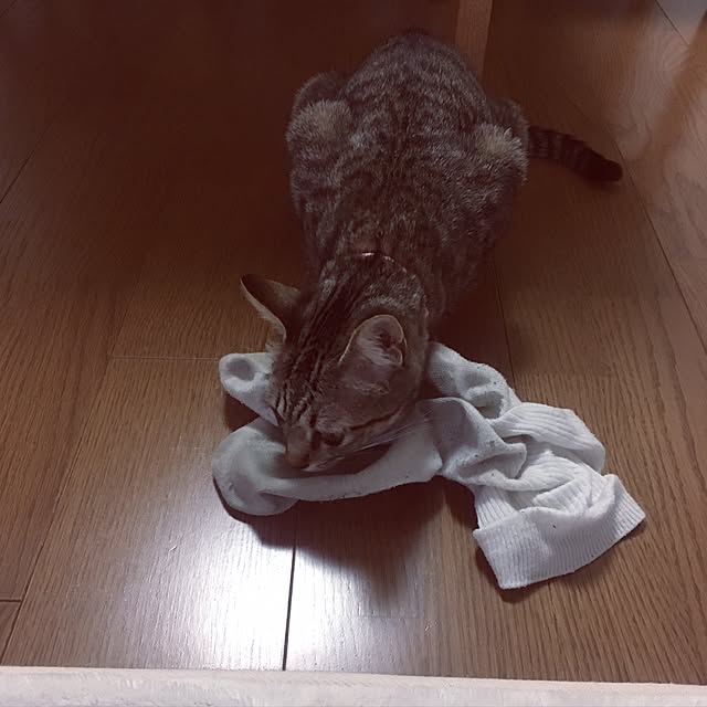 sayasさんの実例写真