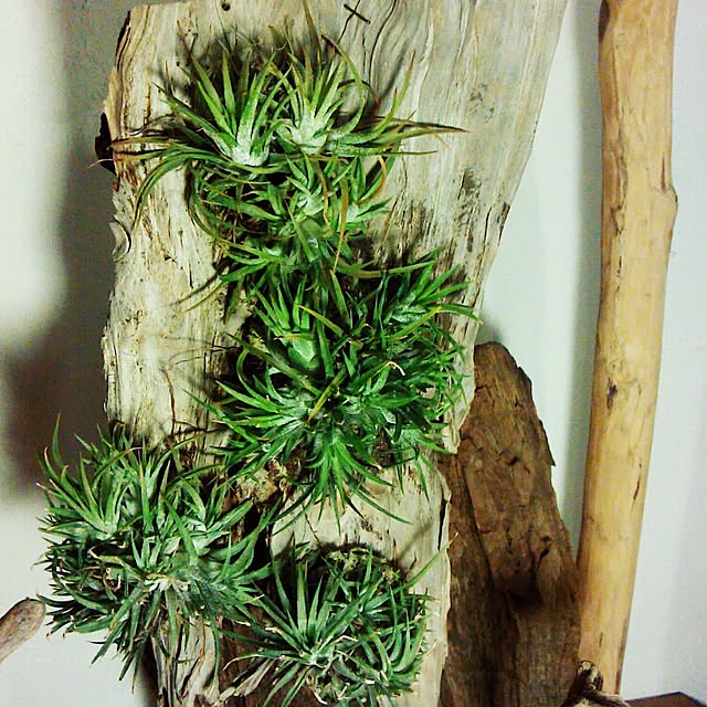 Plantexhibitionhallさんの実例写真