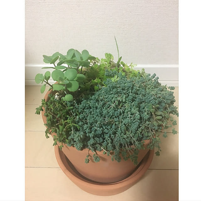 部屋全体/多肉植物寄せ植え/セダム寄せ植え/セダム/グリーン...などのインテリア実例 - 2018-05-27 22:01:46