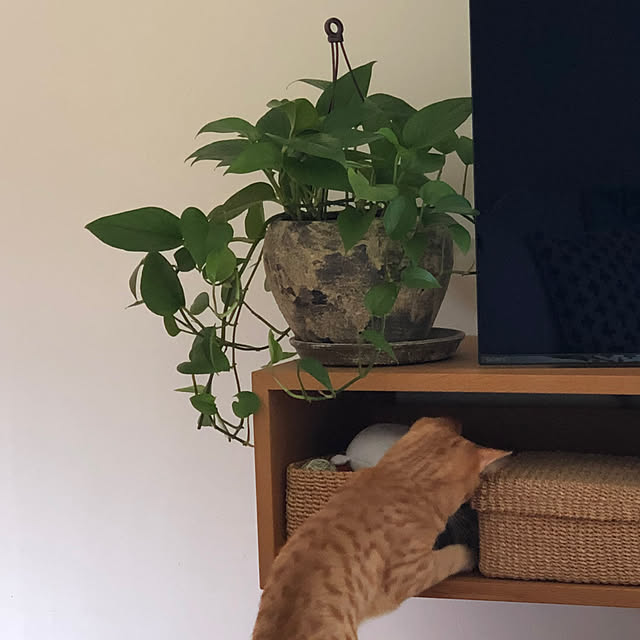 pantomuさんの実例写真