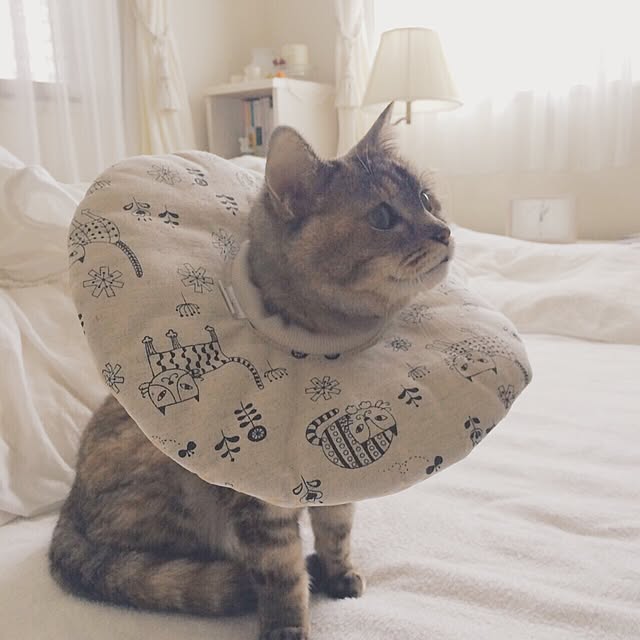 Manapiさんの実例写真