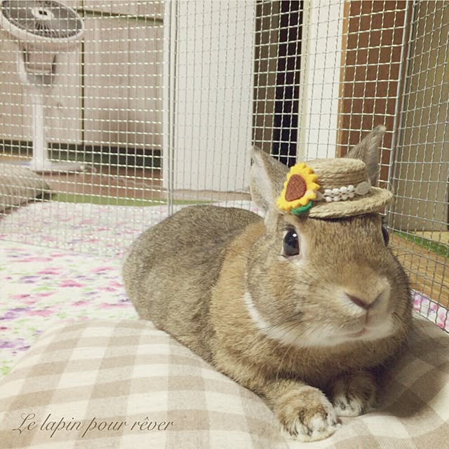 mashiさんの実例写真