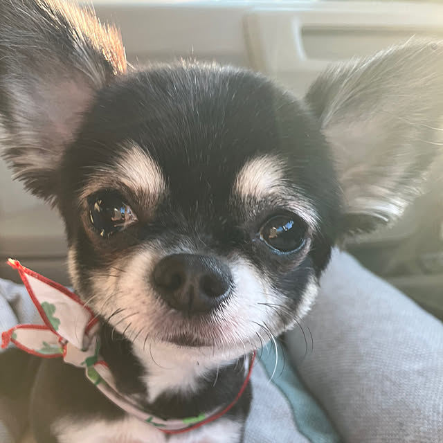 koroさんの実例写真