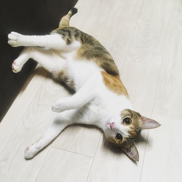 yume_and_meiさんの実例写真