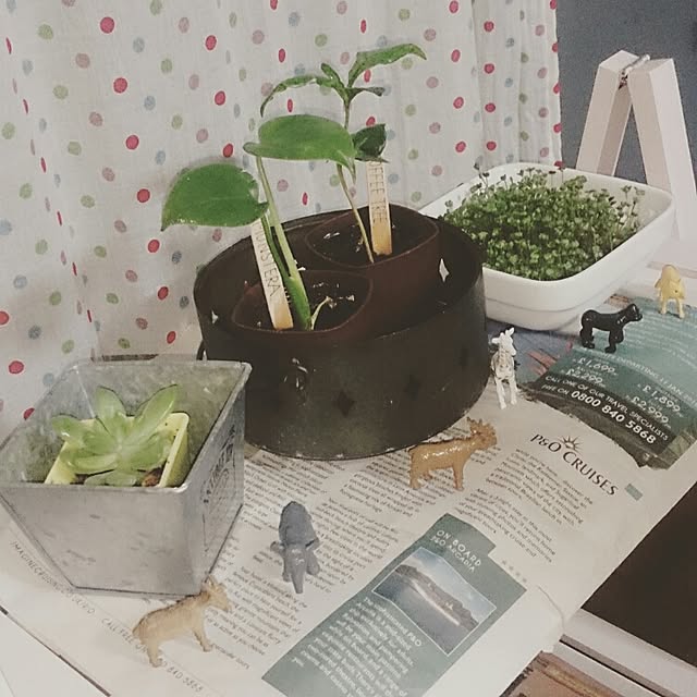 ray-sproutさんの実例写真