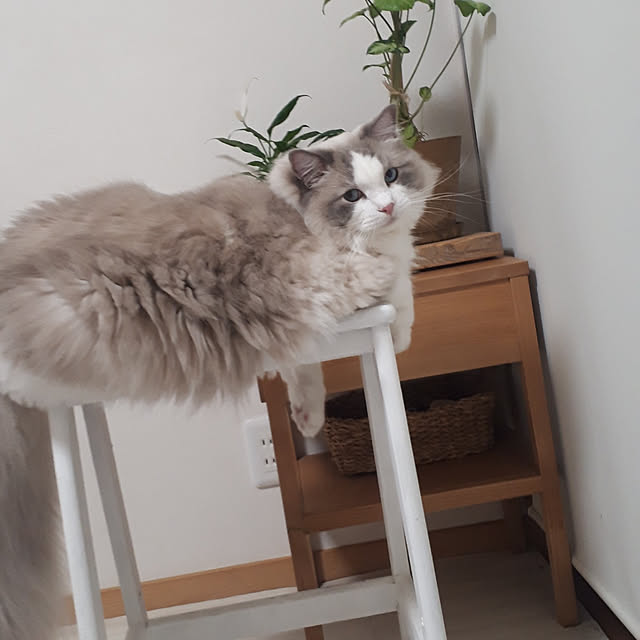 wakさんの実例写真