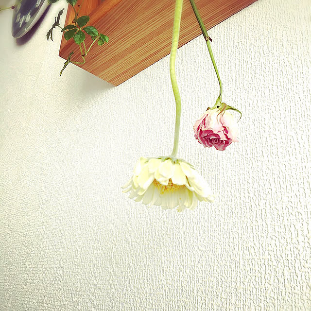 chieさんの実例写真