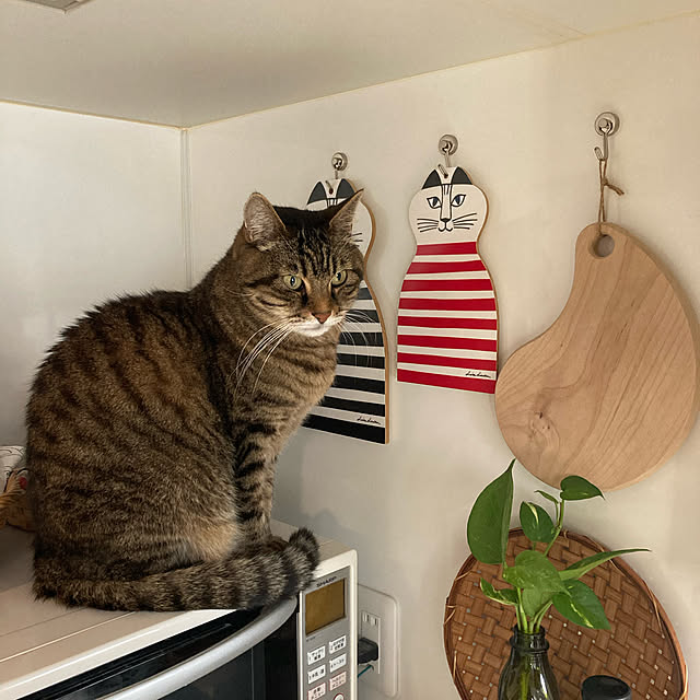 chachaさんの実例写真