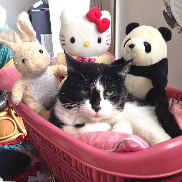 Shigekiさんの実例写真
