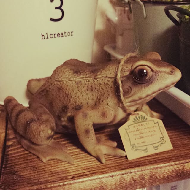 Naomiさんの実例写真
