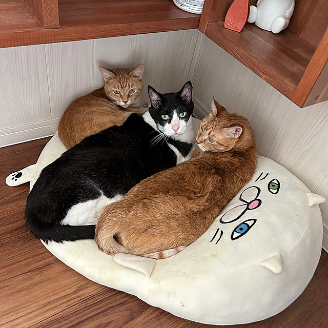 mikeume7さんの実例写真