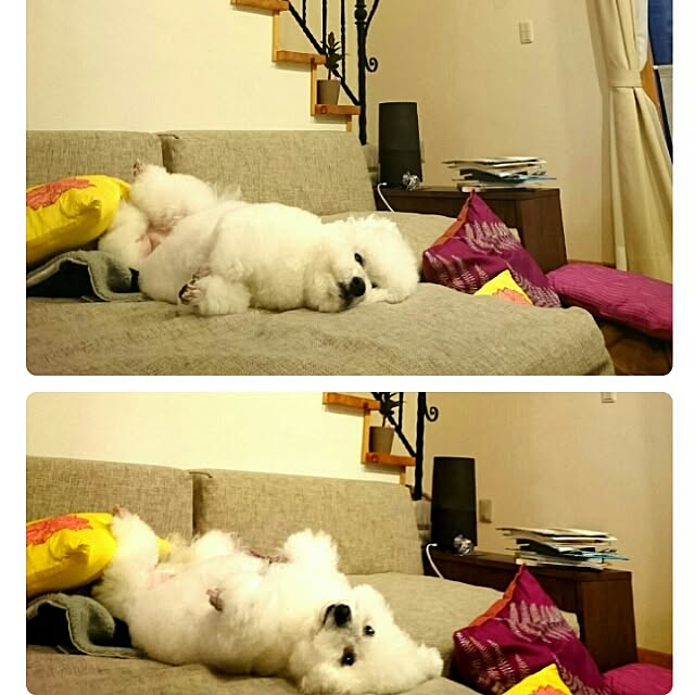 musaさんの実例写真