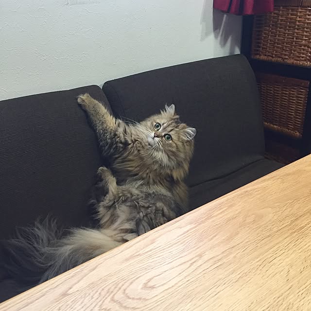 butachanさんの実例写真