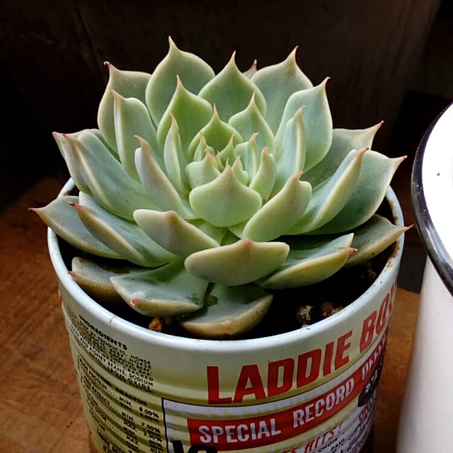 VERANDARJUNさんの実例写真
