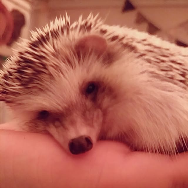 kuruさんの実例写真