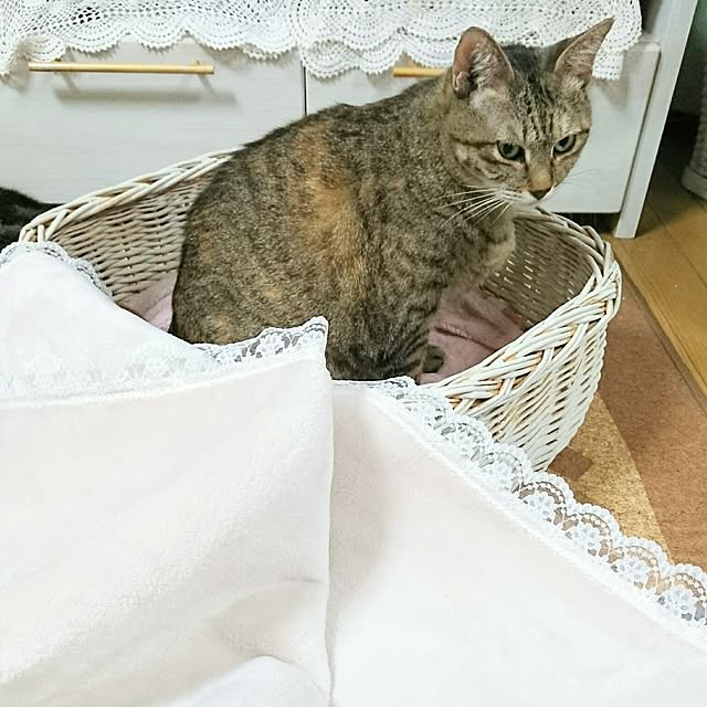 Ayuさんの実例写真