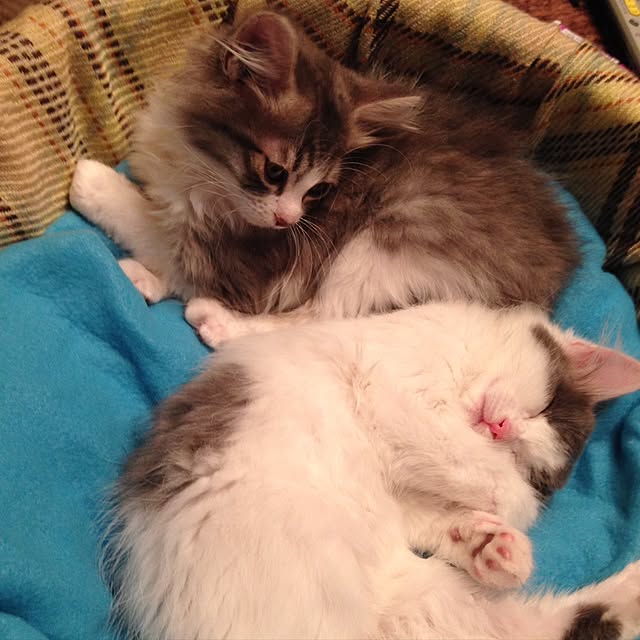 fuuさんの実例写真