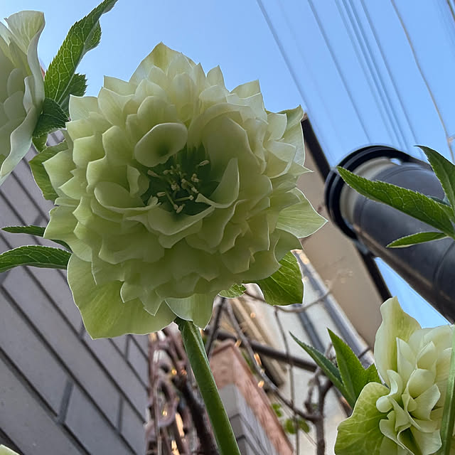 mamizaさんの部屋