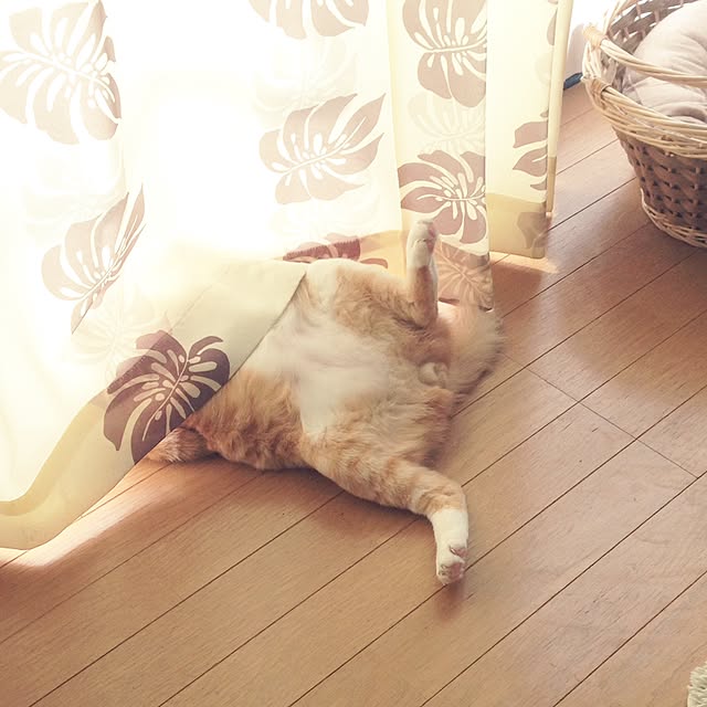 Kinanさんの実例写真