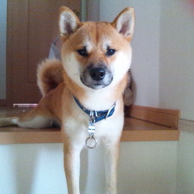 kotaさんの実例写真
