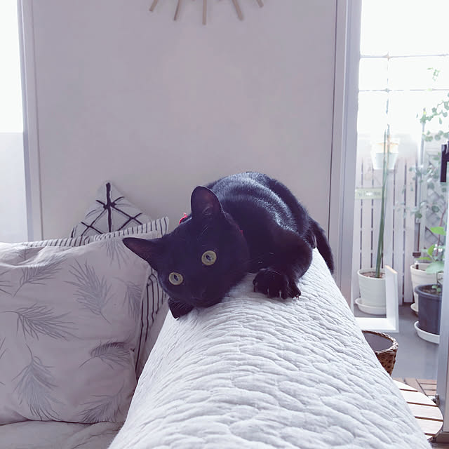 nekomiさんの実例写真
