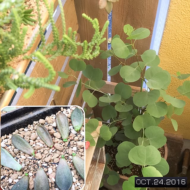 natulove0418さんの実例写真