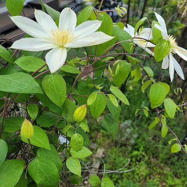 VIORAさんの実例写真