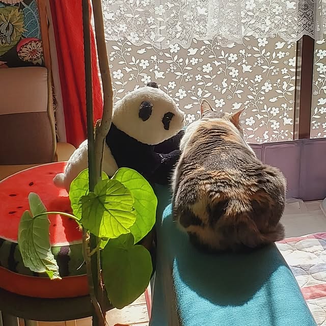 kumutanさんの実例写真