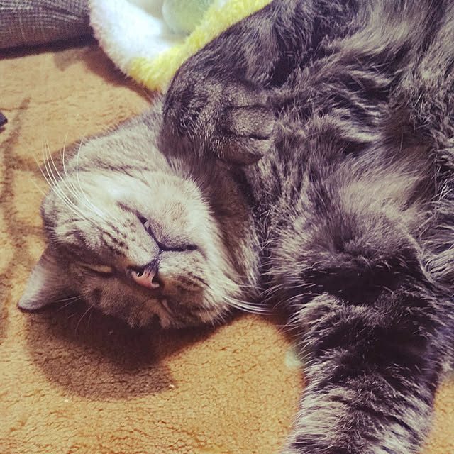 部屋全体/ねこ/アンちゃん/熟睡中のインテリア実例 - 2022-04-29 20:12:38