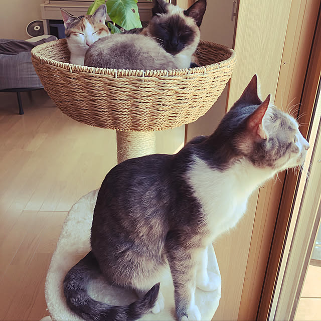 Mentanさんの実例写真