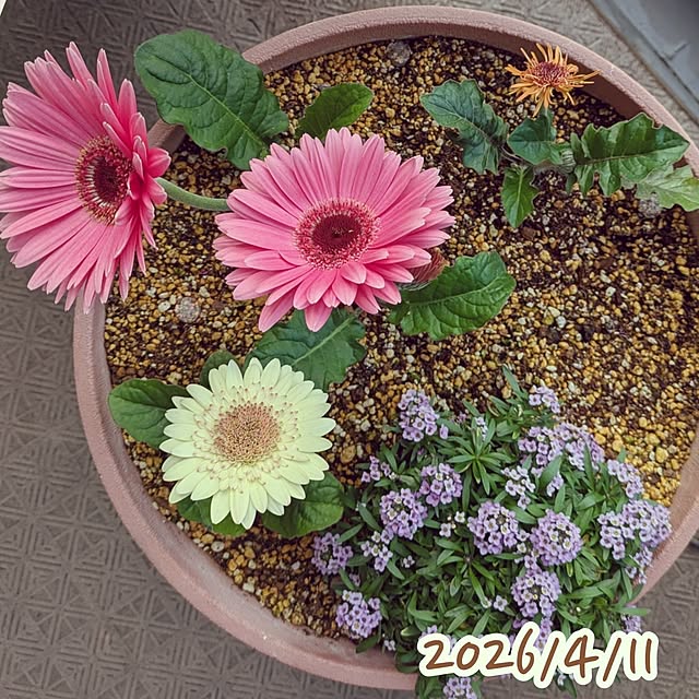 mi-saさんの部屋