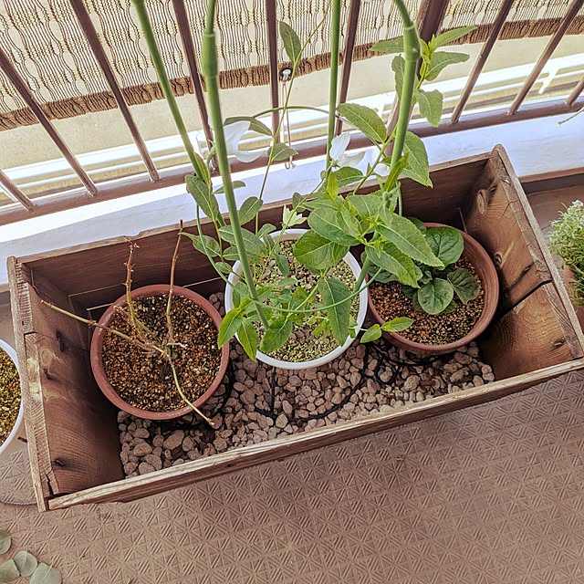 mi-saさんの部屋