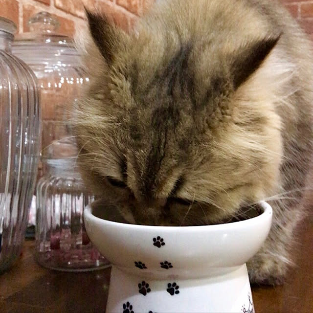 butachanさんの実例写真