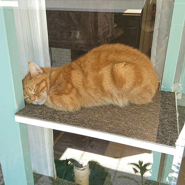 nekomajinさんの実例写真