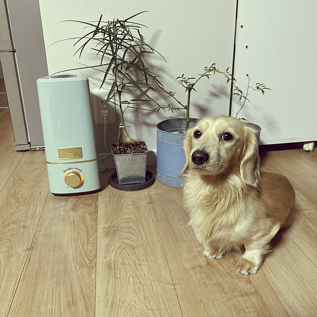 uninekoさんの実例写真