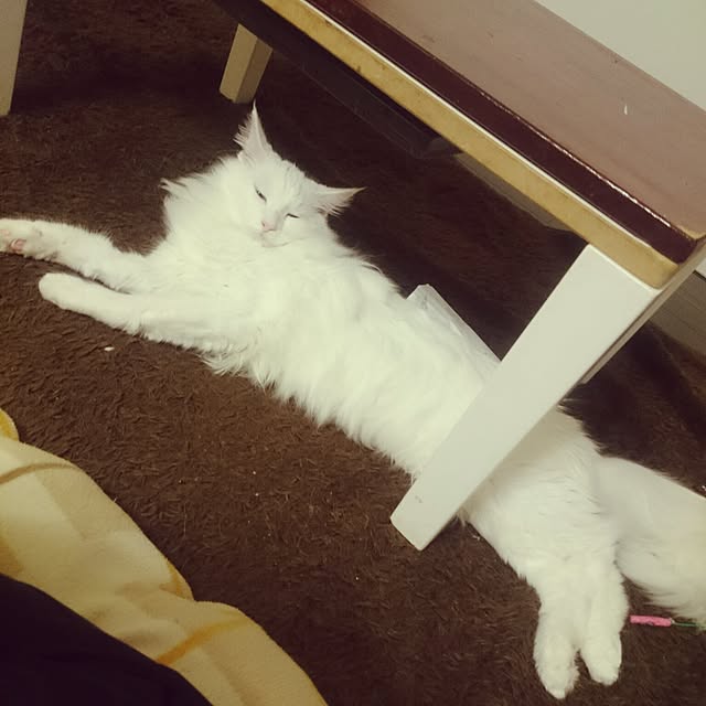 Msenbeeeさんの実例写真