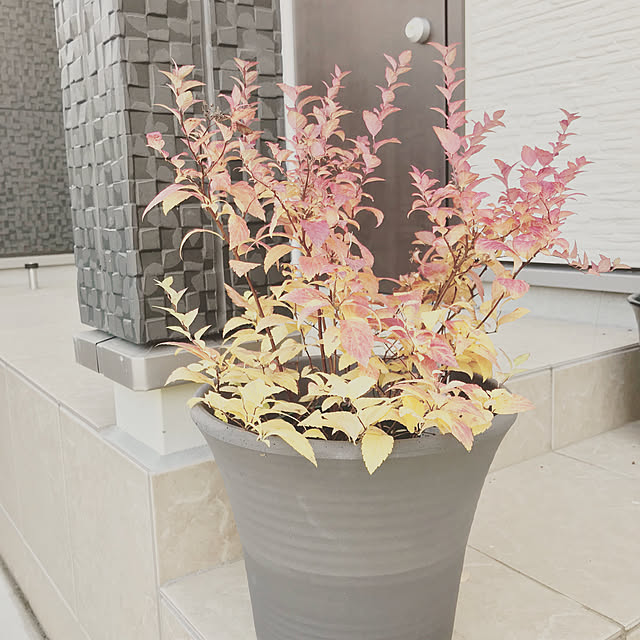 shioriさんの実例写真
