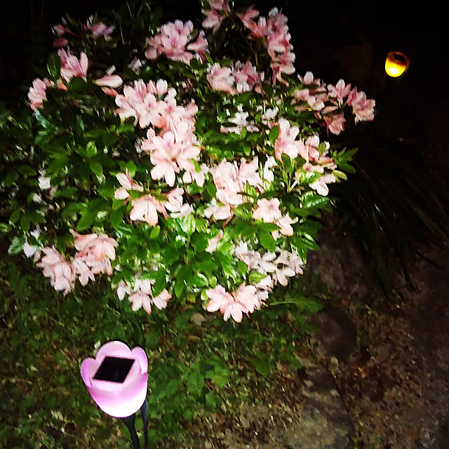 sakura_tukiyo_shさんの実例写真