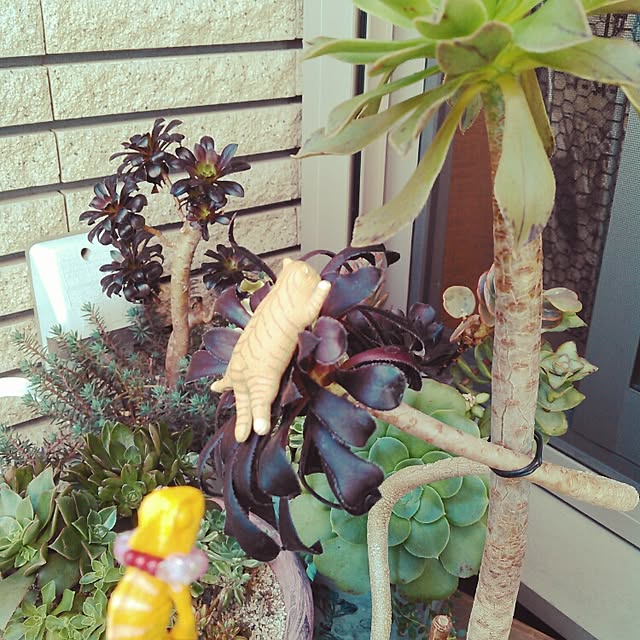akr29さんの実例写真
