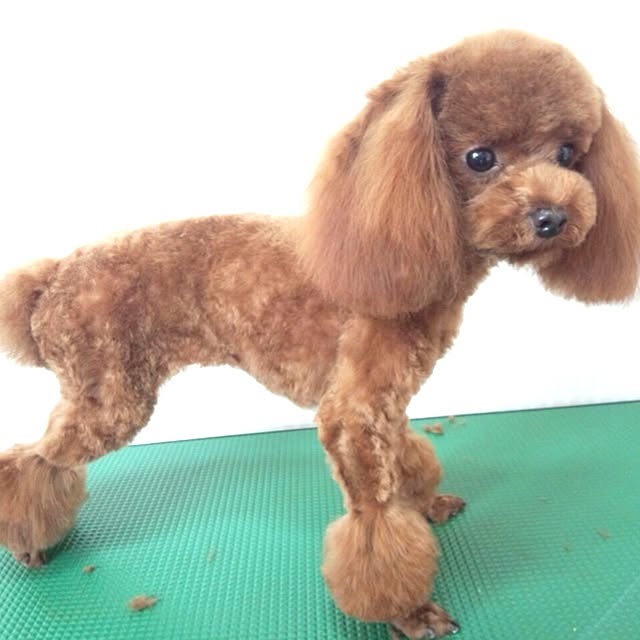 cocoさんの実例写真
