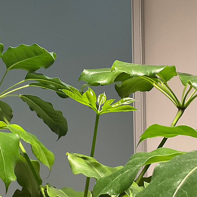 kajitan_renovationさんの実例写真