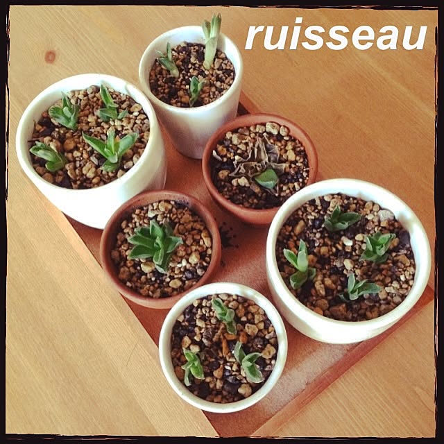 ruisseauさんの実例写真