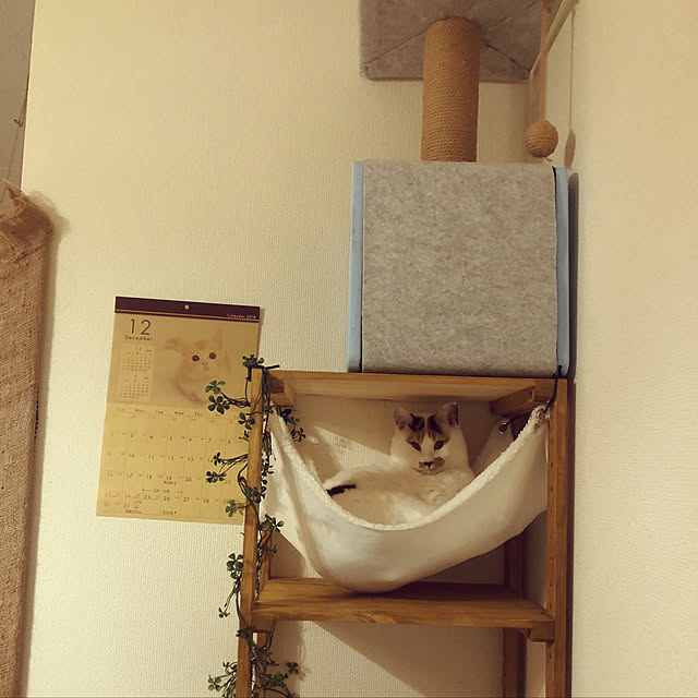 shirokuma1461さんの実例写真