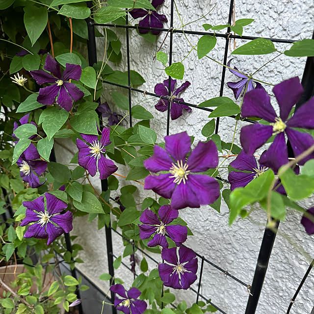 mamizaさんの部屋