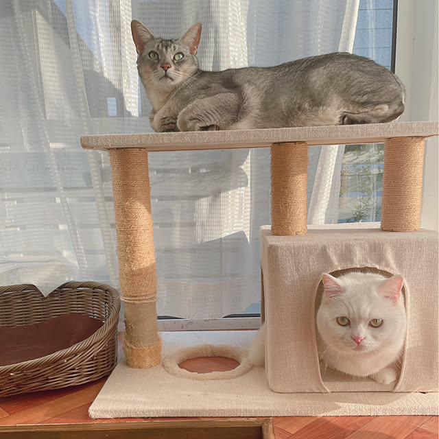 kotoriさんの部屋
