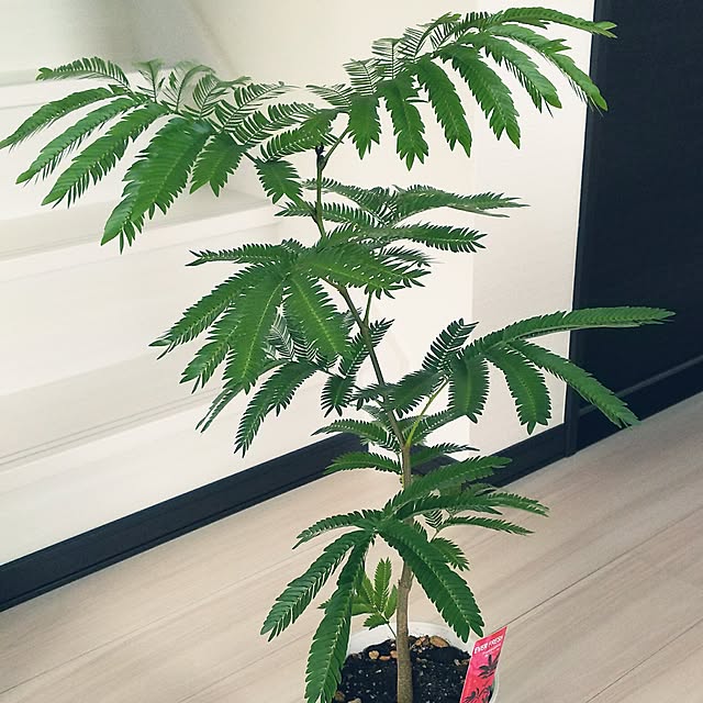 kojikojiさんの実例写真