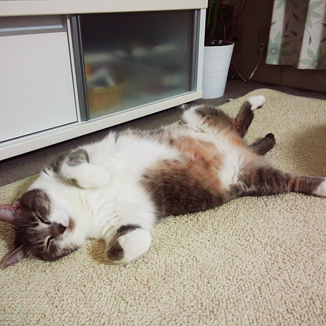 実例写真