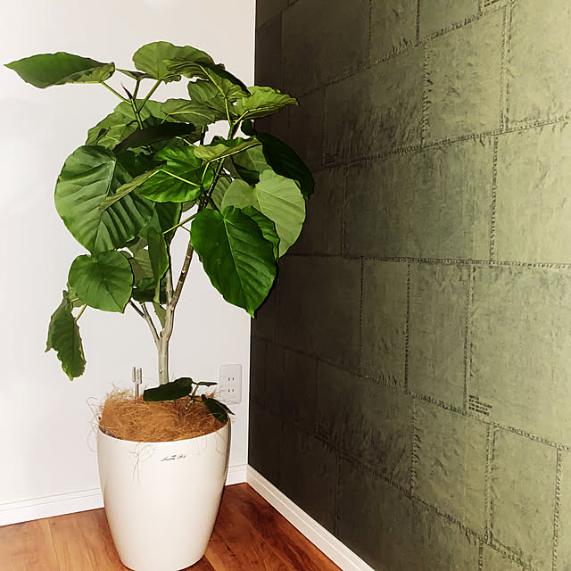 玄関/入り口/北欧/観葉植物のインテリア実例 - 2025-01-21 15:58:27